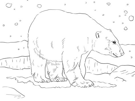Disegni Da Colorare Orso Polare Polar Bear Coloring Page Polar Bear