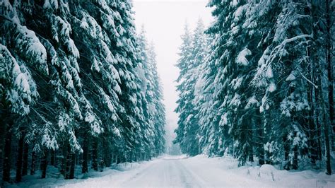 Snowy Forest Road Wallpaper Backiee