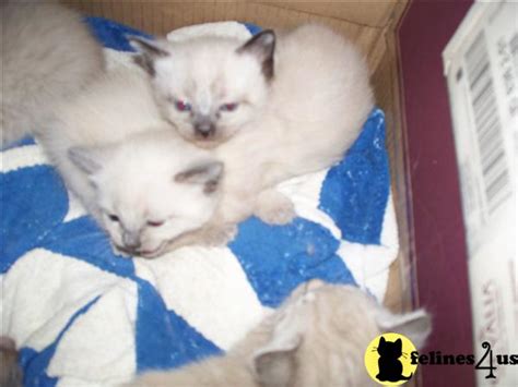 Siamese Kitten For Sale Siamese Himalayan Kittens 15 Yrs And 3 Mths Old