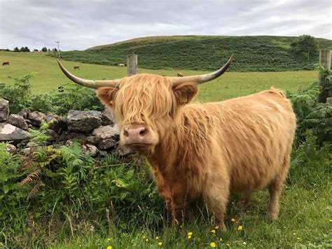 Photographer John Trowell Scottish Cow Fluffy Cows Highland Cattle