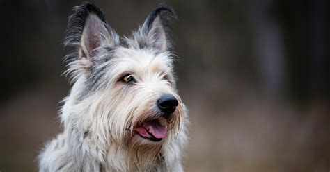 What dog breed am i quiz. What Kind of Dog Am I? - Quiz - Quizony.com
