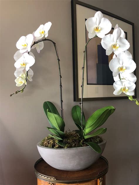 Pike place market mother's day flowers. Double Phalaenopsis Orchid In Concrete Vessel — Pike Place ...