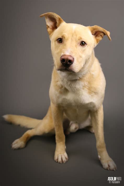 Pinellas, pasco, and hillsborough county. 6 Before and After Photos of Adoptable Dogs from Humane ...