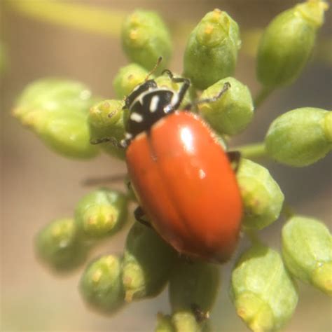 Convergent Ladybug Project Noah