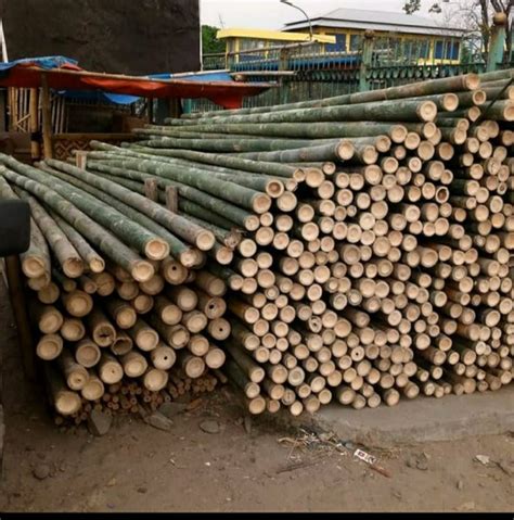 Jual Bambu Steger Murah Diameter 6 7 Cm Di Lapak Meiling Tam Bukalapak