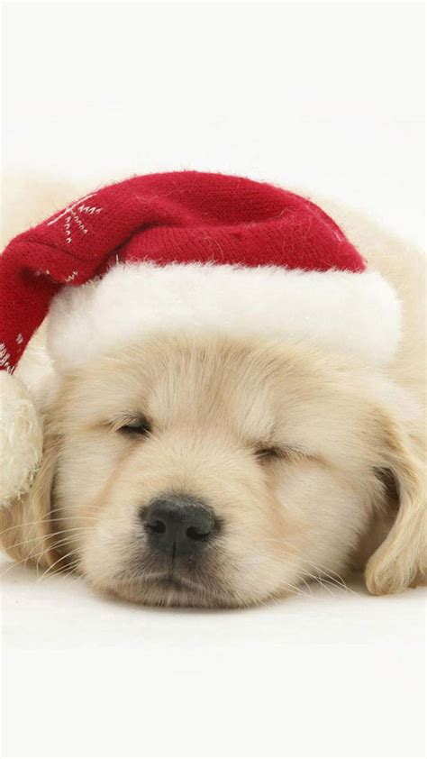 Cute Puppy In Christmas Hat iPhone 6 wallpaper | Christmas ...