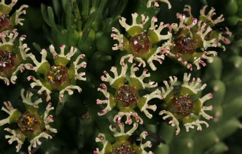 Euphorbia Caput Medusae