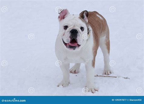 Cute British Bulldog Is Standing On A White Snow Pet Animals Stock