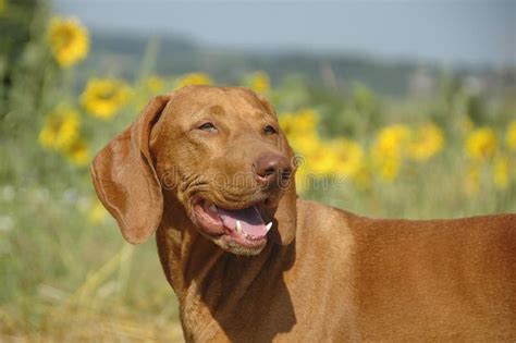 Adult Vizsla Head Side View Stock Image Image Of Vizsla Purebred