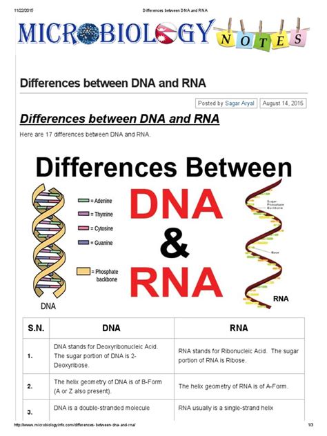 Differences Between Dna And Rna Rna Base Pair