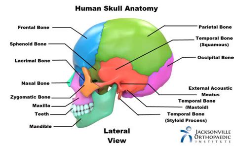 Bones Of The Skull Anatomy Jacksonville Orthopaedic Institute