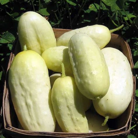 35 Best Cucumber Varieties You Can Grow At Home Gardenoid