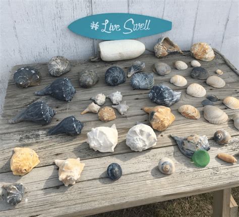Outer Banks Seashells Secrets From The Shell Whisperer Live Swell