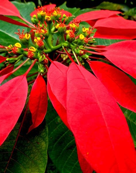 Tropical Plants With Red Leaves