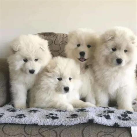 Samoyed Samoyed Puppies For Sale Dogs For Sale Price