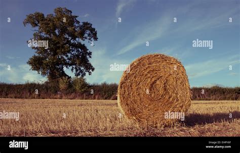 Hay Bales On The Field After Harvest Uk Stock Photo Alamy