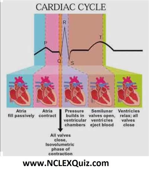 Phases Of Cardiac Cycle Pqrst Heart Rhythm Interpretation Studypk