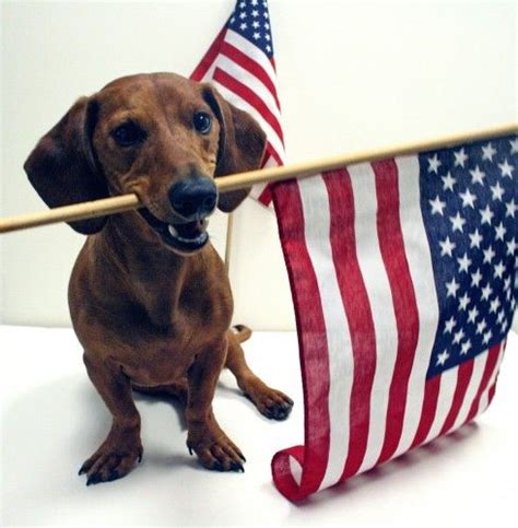 Happy 4th of July | Patriotic pets, Funny dachshund, Dachshund
