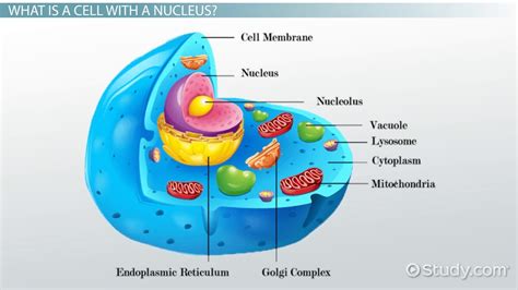 Cells Nucleus And Membrane Bound Organelles Is The Nucleus An Organelle