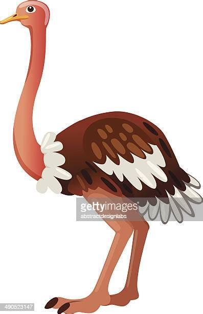 Ostrich Wing Photos And Premium High Res Pictures Getty Images