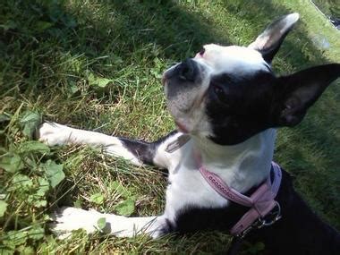 Boston terrier club of cincinati, ohio. Boston terrier lost in Cleveland's Old Brooklyn ...