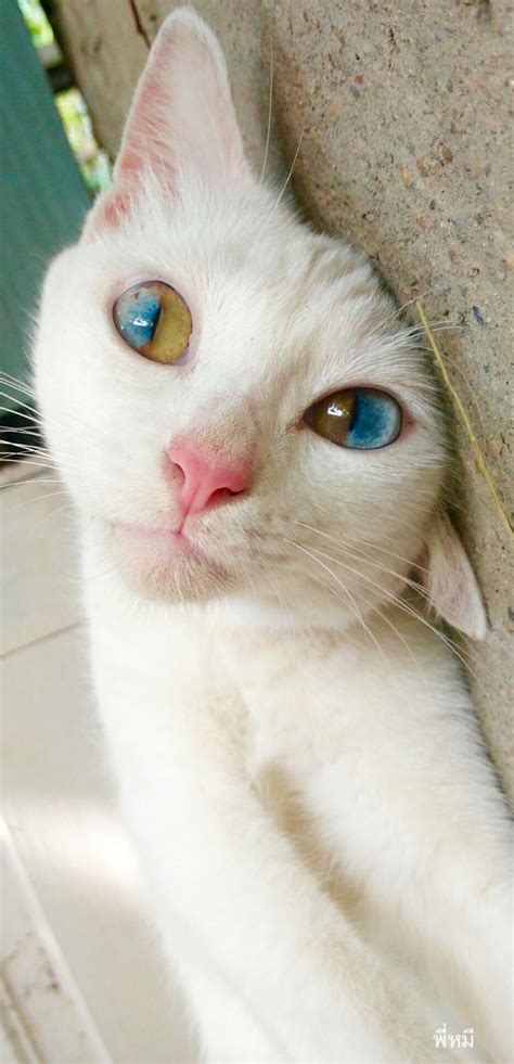 This Beautiful Cat With Dual Colored Eyes Raww