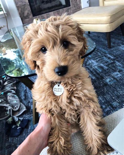 12 Facts About The Goldendoodle