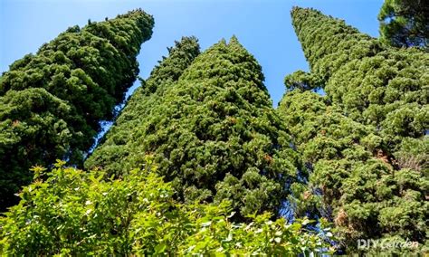 12 Fast Growing Evergreen Trees For Quick Privacy