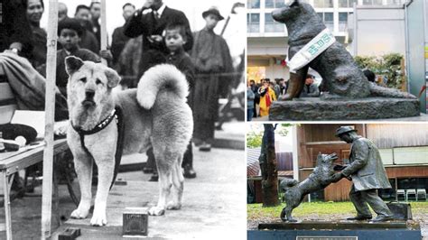 Hachiko The Most Loyal Japanese Dog Star Of Mysore