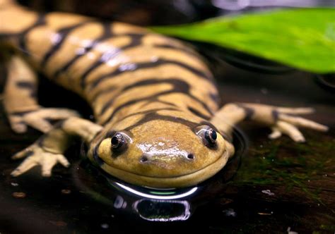 Salamandra tigre L Aquàrium