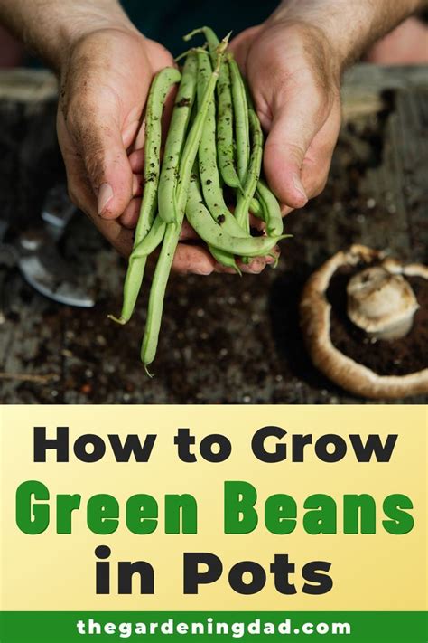 They can grow anywhere in the us and are a good crop for those just starting out in gardening. 7 Easy Tips Growing Green Beans From Seed - The Gardening ...