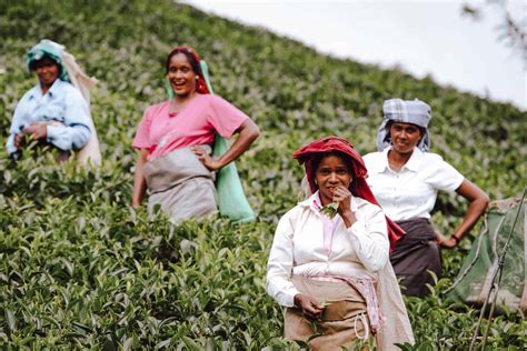 Tea Plantations In Sri Lanka Tea History Tea Regions Tea Tours