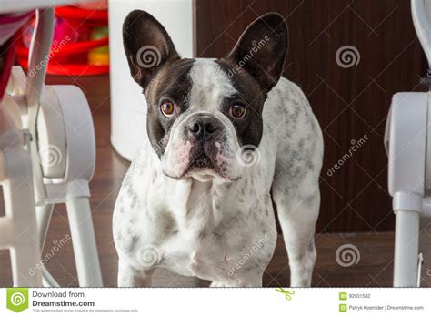 Adorable French Bulldog Stock Photo Image Of Black Look 92031582