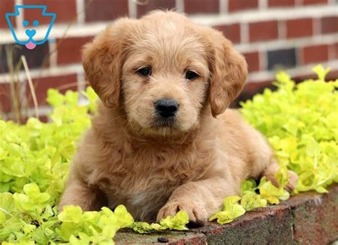 Find local labradoodle puppies for sale and dogs for adoption near you. Dexter | Labradoodle - Miniature Puppy For Sale | Keystone ...