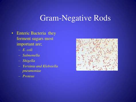 Characteristics Of Gram Negative Bacteria Lasialabama
