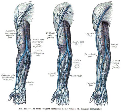 Variations In The Veins Of The Arm Human Veins Arm Veins Greys