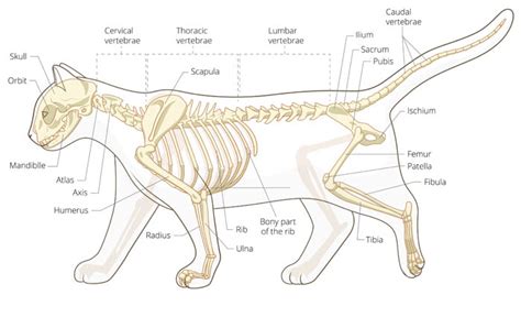 Have you ever seen fossil remains of dinosaur and ancient human bones in textbooks, television, or in person bibliographic details: Bones of the Cat-All About The Cat's Skeleton - Cat-World
