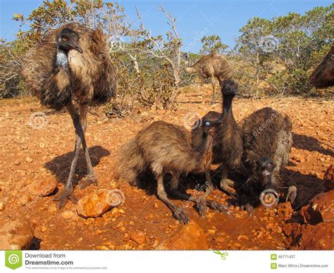 Emus Australia Stock Image Image Of Beak Farm Feather 65771437