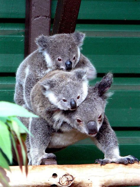 Piggy Back Baby Animals Koala Bear Cute Animals
