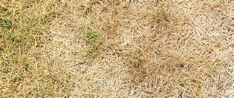 Is Brown Your New Green 3 Reasons Your Lawn Is Turning Brown Spider