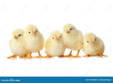 Cute Fluffy Baby Chickens On White Background Farm Animals Stock Photo
