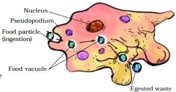 Extra Questions for Class 7 Science Chapter 2 Nutrition in Animals
