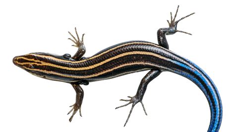 Lizards may be protecting people from Lyme disease in the southeastern