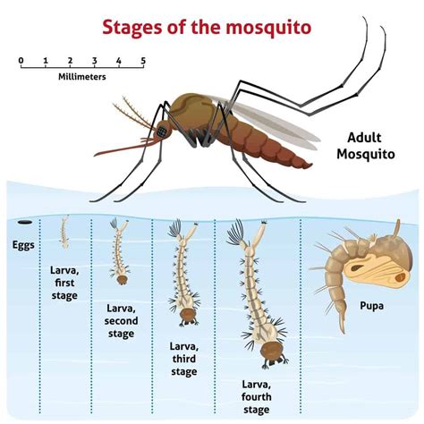 Mosquito Anatomy Diagram