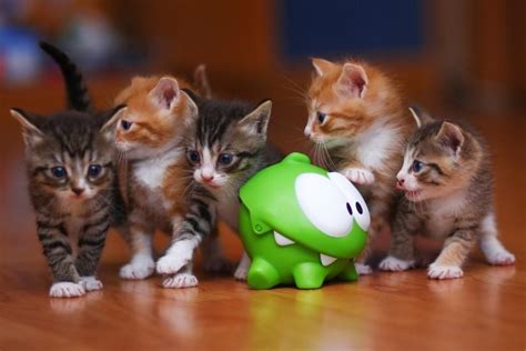 Kittens Wallpaper ·① Download Free Stunning Full Hd Wallpapers For Desktop And Mobile Devices In