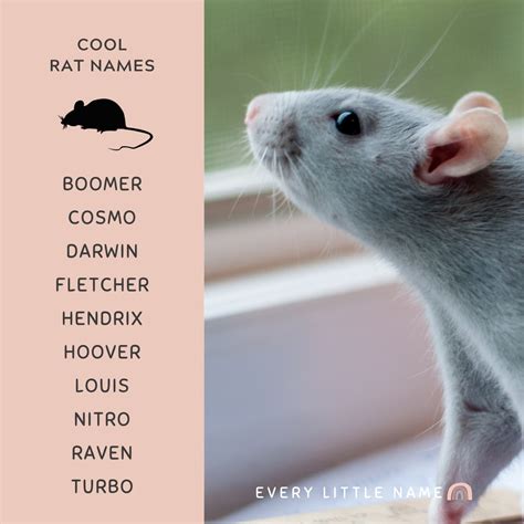 220 Best Rat Names Cool Cute And Funny Every Little Name