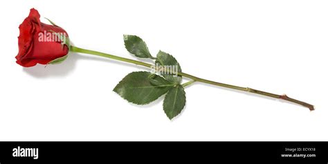 Long Stemmed Red Rose Stock Photo Alamy