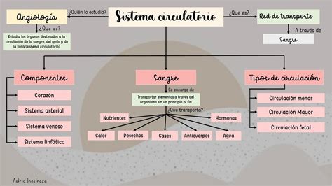 Mapa Conceptual Sistema Circulatorio