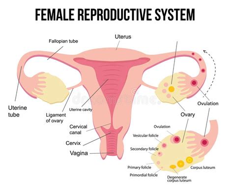 Anatomia Degli Organi Genitali Femminili Diagramma Il Sistema