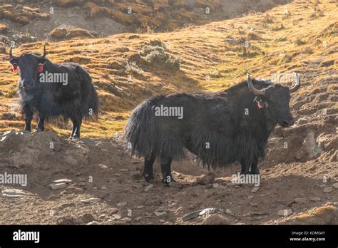 Domestic Yaks Bos Grunniens On Gampa Pass Shannan Tibet China Stock